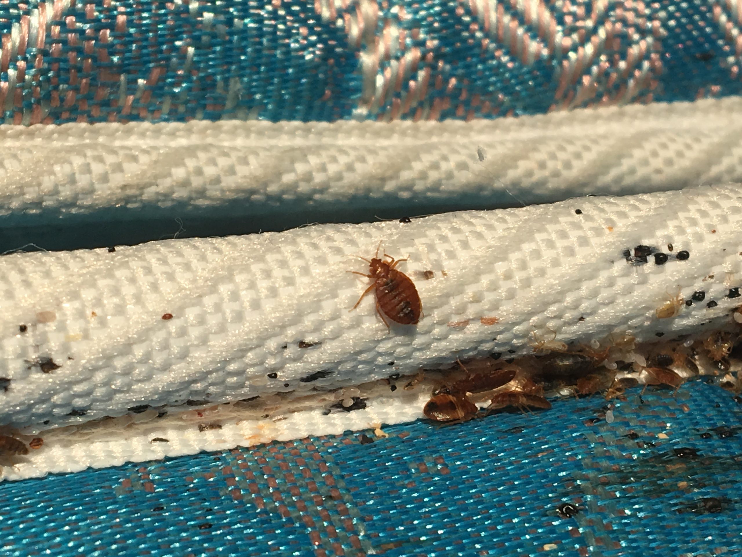 Trusted Affordable Bed Bug Treatment in Milwaukee County